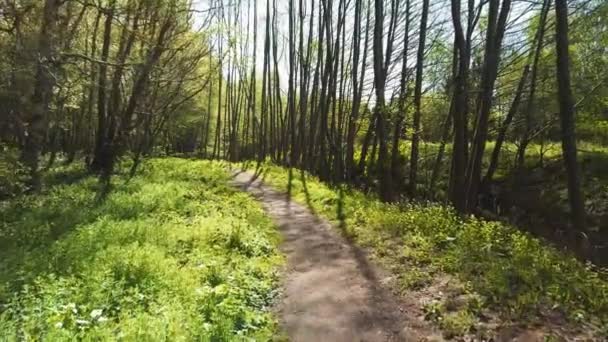 Ścieżka Leśna Zielone Drzewa Latanie Dronem Przez Las Zielony Las — Wideo stockowe