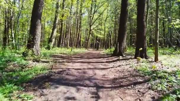 Camino Del Bosque Árboles Verdes Volando Dron Través Bosque Bosque — Vídeos de Stock