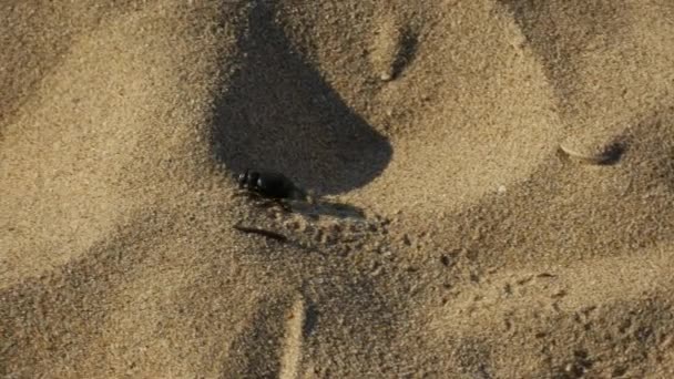 Skalbagge Som Går Mot Vänster Sanden Ett Strandleavinfotspår Bakom Sig — Stockvideo