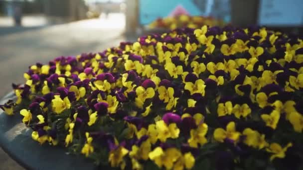 Fleurs Printemps Pleine Floraison Corée Sud Étant Balancé Par Vent — Video