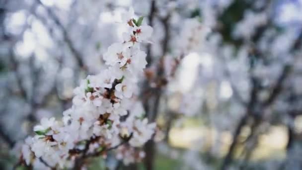 한국의 봄철에 벚나무 — 비디오