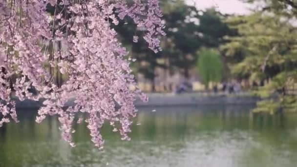 Kirsikankukka Puu Keväällä Puistossa Koreassa Kaukaisten Ihmisten Kanssa — kuvapankkivideo