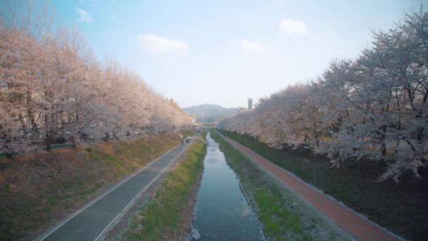 Rzeka Yangjae Korei Wyłożona Wiśniowymi Drzewami Ludźmi Spacerującymi Wzdłuż Rzeki — Wideo stockowe