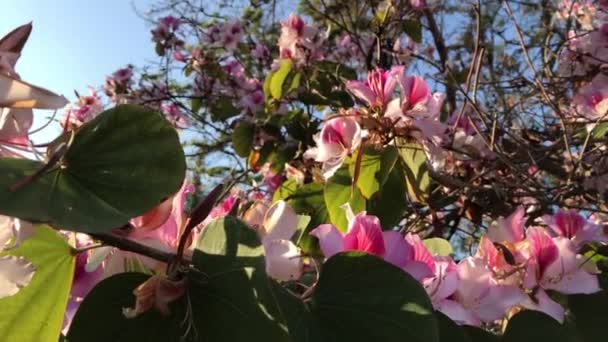 ピンク色の花と鳥が歌う青空の美しい花の木 — ストック動画