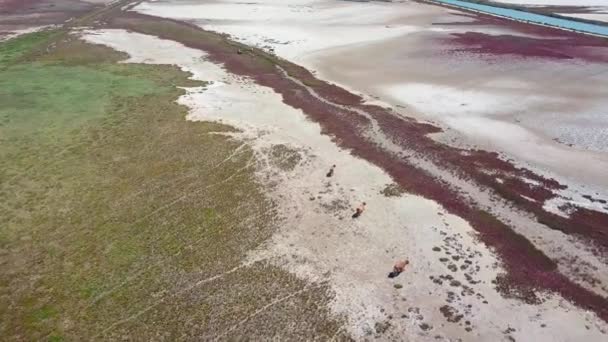 西班牙巴比特干燥沼泽地的空中拍摄 奶牛在那里放牧 — 图库视频影像