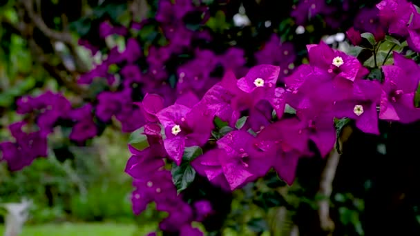 Pembe Bougainvillea Yağmurdan Islanmış Tropikal Çiçekler Yavaşça Salınıyor Arka Planda — Stok video
