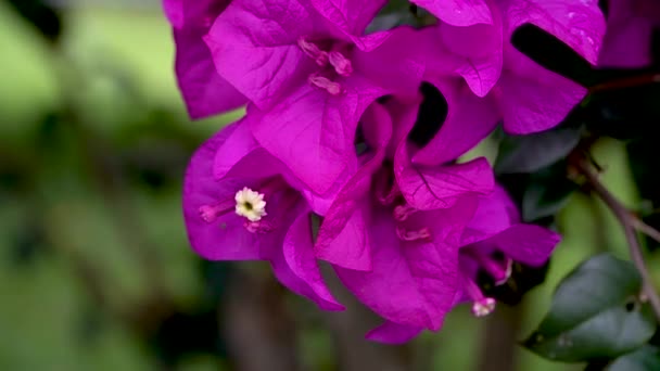Makro Zbliżenie Egzotyczne Tropikalne Kwiaty Bugenwilli Deszczu Świeże Tło Kwiatowe — Wideo stockowe
