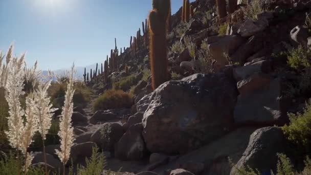 Célèbre Sentier Trekking Cactus Canyon Près San Pedro Atacama Dans — Video