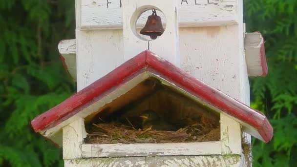 Junco Vogel Einem Nest Einem Vogelhaus — Stockvideo