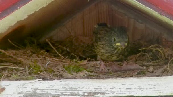 Junco Vogel Einem Nest Einem Vogelhaus — Stockvideo