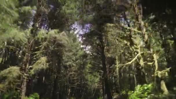 Ağaçların Tepelerine Bakarak Ormandan Geçiyorum — Stok video