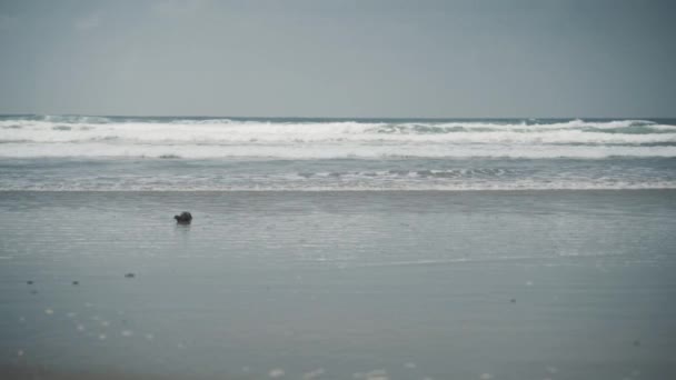 Les Vagues Plage Côte Oregon — Video