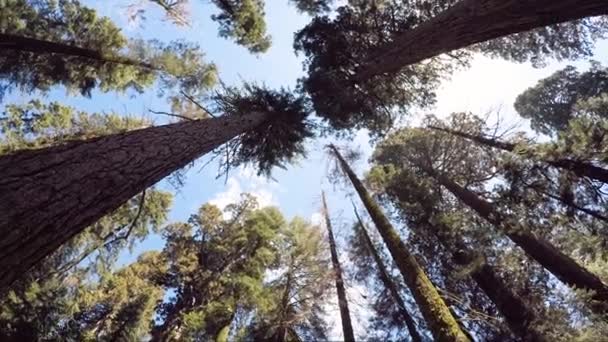 Tree Tops Giant Sequoia Trees Sequoia National Park Usa — Stock Video