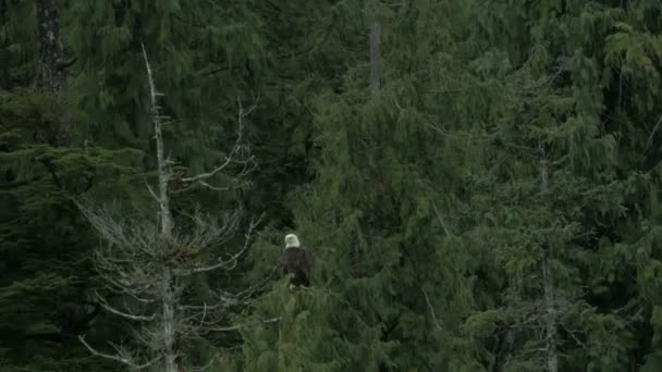 Ένας Φαλακρός Αετός Σκαρφαλωμένος Μια Κορυφή Δέντρου Ένα Πυκνό Δάσος — Αρχείο Βίντεο