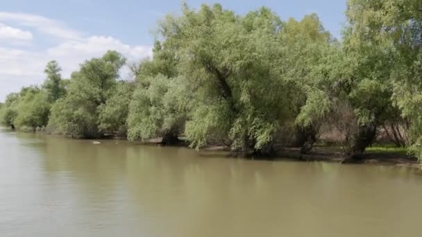 Rezerwat Przyrody Delta Dunaju Statek Wycieczkowy Pływa Wzdłuż Rzeki Rumunia — Wideo stockowe