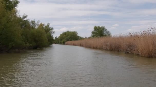 ドナウ川の自然保護区デルタ 川沿いにクルーズ船が泳いでいます ルーマニアだ 春の高水 美しい海岸線だ 豊かな植生 前へ進めリード — ストック動画