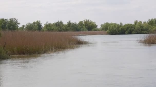 Nature Reserve Delta Danube River Cruise Ship Swims River Romania — Stock Video