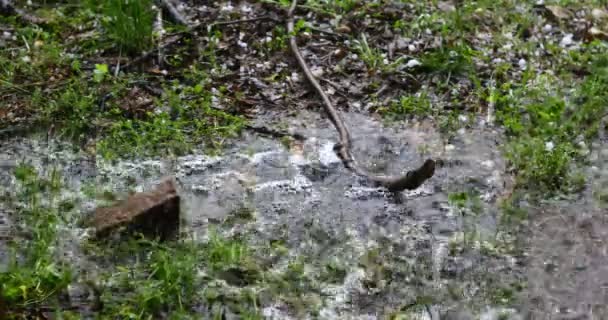 Слава Дождь Техасе Появилось Видео Урагана Обрушившегося Штат Техас Апреле — стоковое видео