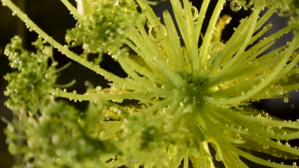 具有清晰气泡和碎片移动速度为60Fps的外来植物学植物 — 图库视频影像
