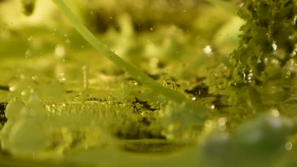 Mimozemská Botanická Rostlina Dně Prosáklá Bublinami Troskami Pohybu Kamery 60Fps — Stock video