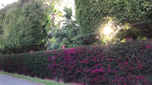 Beautiful Flower Wall Purple Flower Bush Trees Street Sun — Stock Video