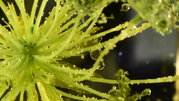 Planta Botánica Alienígena Con Burbujas Claras Movimiento Escombros 60Fps — Vídeos de Stock