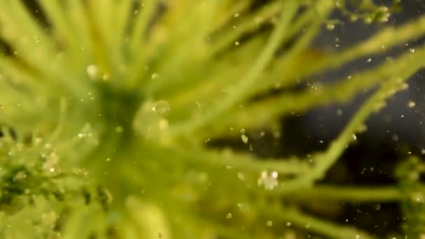 Weicher Fokus Mit Netten Bokeh Alien Botanik Pflanze Mit Langsamer — Stockvideo