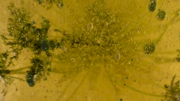 Percobaan Ilmu Pengetahuan Botani Cair Dengan Unsur Unsur Gelap Diperkenalkan — Stok Video
