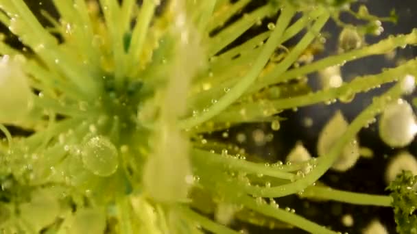 Bewegte Fremde Botanische Pflanze Mit Schönen Tropfen Blase Fallen Bewegung — Stockvideo