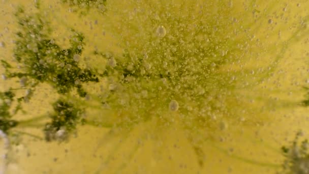 Experimentos Botánica Líquida Alienígena Con Movimiento Burbujas Escombros Profundidad Extrema — Vídeo de stock