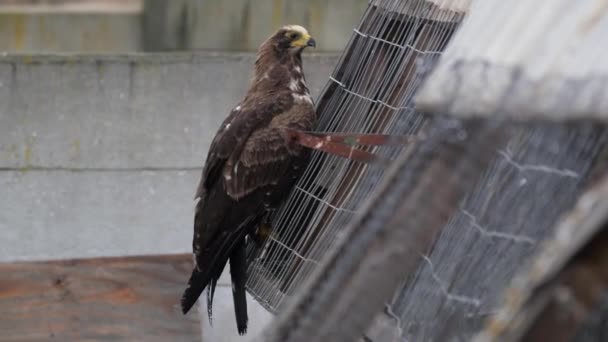 Bird Prey Clinging Eyeing Homing Pigeons Loft — Stock Video