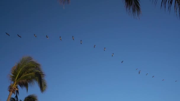 海鸟在蓝天上长队飞翔的慢镜头 — 图库视频影像