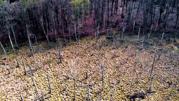 Amber Mountain Sanctuary Bursztynowa Gra Lublewo Gdaskie Polen — Stockvideo