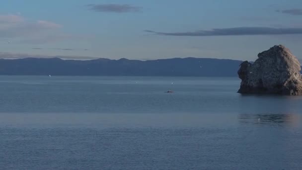 Pan Über Nelson Inneren Hafen Freizeit Fischerboot Seevögel Frühmorgens Füttern — Stockvideo