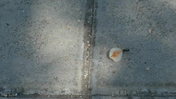 Uma Formiga Carregando Uma Semente Uma Calçada — Vídeo de Stock