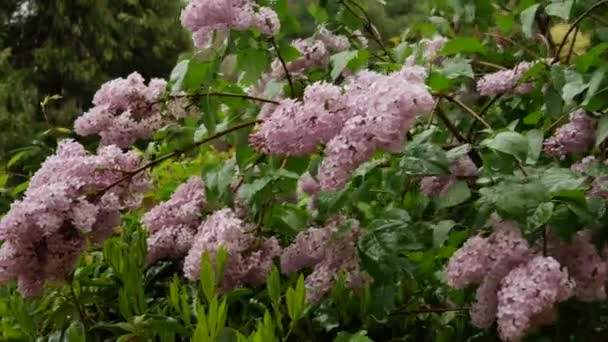 Une Lilo Plante Premier Plan Dans Jardin — Video