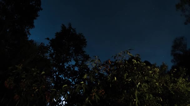 Nebelschwaden Aus Queensland Steigen Über Gummibäume Sterne Und Lichterspuren Aus — Stockvideo