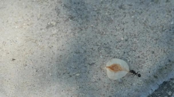 蚂蚁在人行道上带着种子的一段蚂蚁的片段 — 图库视频影像