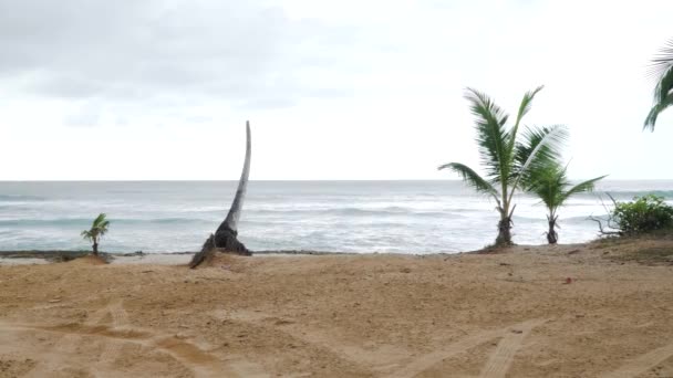 Palmlös Palm Puerto Rico — Stockvideo