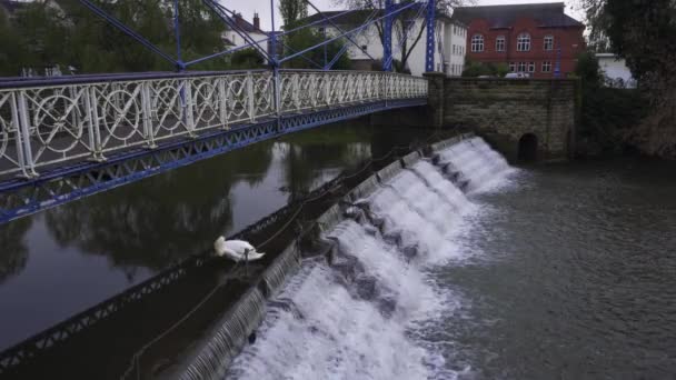 Leamington Spa Gracioso Cisne Poda Tranquilo Rio Leam Com Patinho — Vídeo de Stock