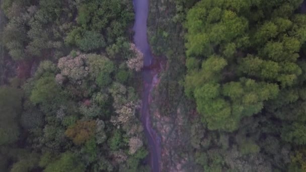 Von Oben Nach Unten Luftaufnahme Eines Baches Mitten Wald Auf — Stockvideo