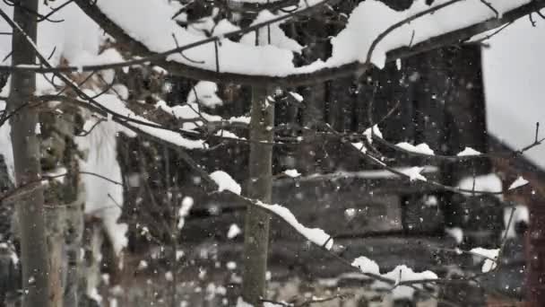 Zeitraffer Schneit Winter Auf Kahlen Ästen Den Französischen Alpen — Stockvideo