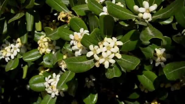 Stephanotis Floribunda Madagaskar Jasmijn Wasbloem Hawaiiaanse Bruiloft Bloem Bruids Krans — Stockvideo