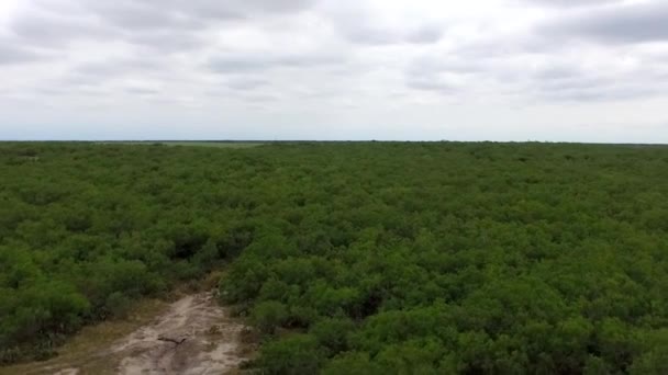 Vista Superior Algunos Árboles Alrededor Lago Salado Local Disparado Dron — Vídeos de Stock