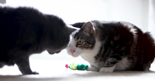 Τάμπι Κατ Επιτίθεται Στη Ρωσίδα Μπλε Γάτα Για Ένα Παιχνίδι — Αρχείο Βίντεο