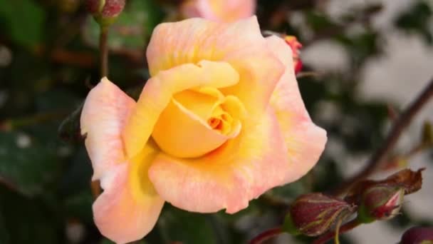Bewegung Auf Dem Wind Rosa Gelbe Rose Heimischen Garten Buggiba — Stockvideo