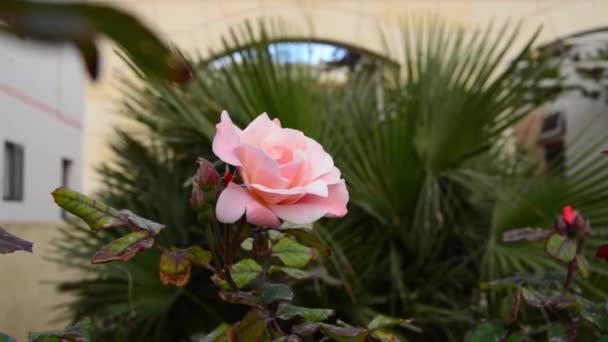 Windroos Roze Roos Voor Kleine Palmbomen — Stockvideo