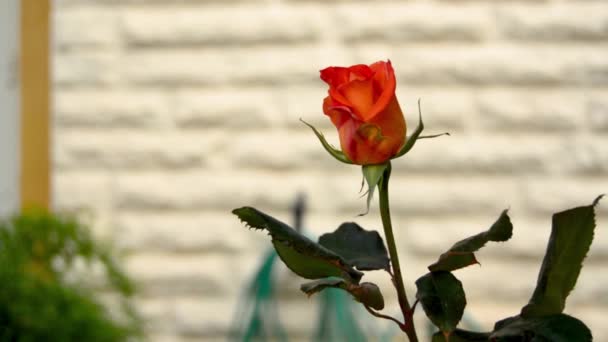 Красный Цветок Розы Саду Перед Белой Стеной Буггибе Мальта — стоковое видео