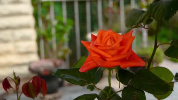 Fleur Rose Rouge Dans Jardin Maison Face Très Petits Palmiers — Video