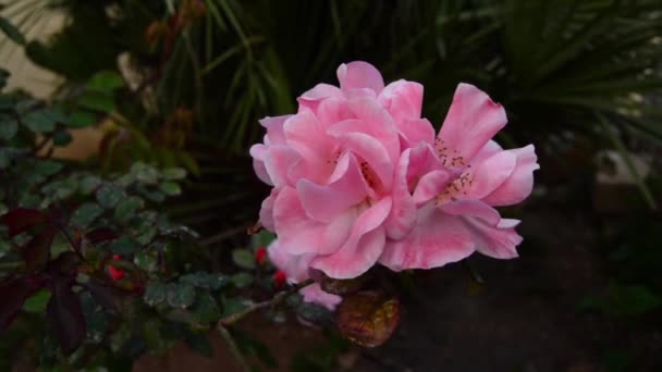 Wild Pink Rose Wind — Stok Video